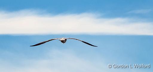 Gull In Flight_DSCF4695.jpg